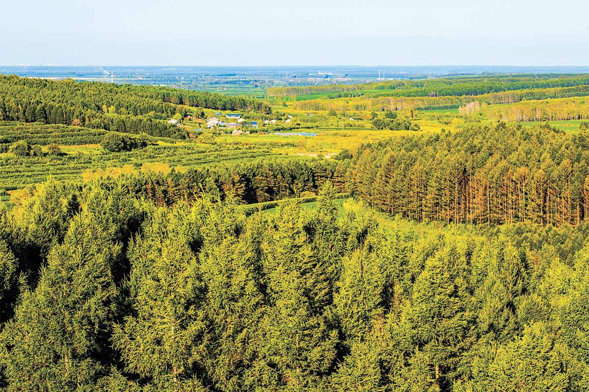 林權及樹木拍賣